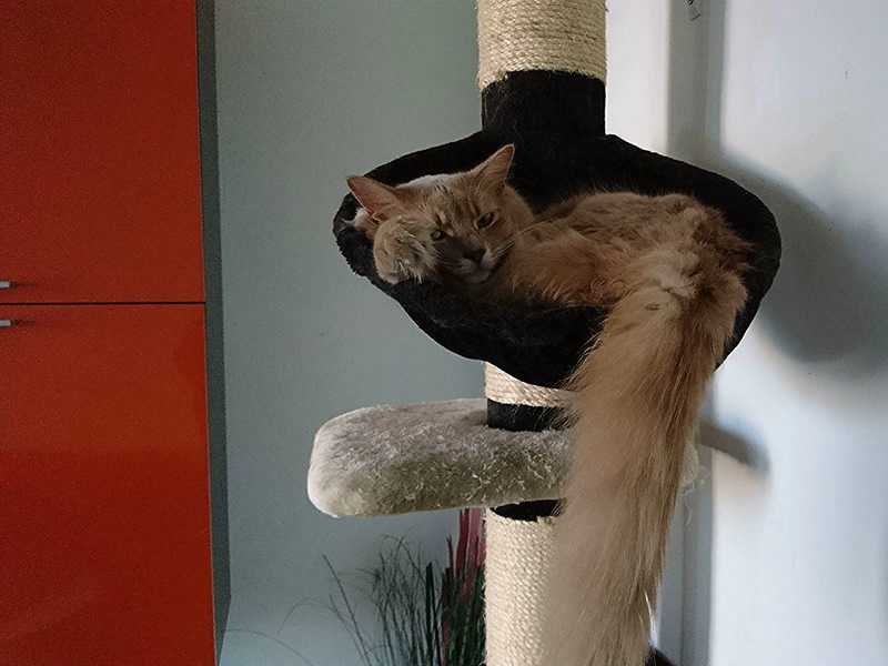 Merlin, Somalikater, Foto 2