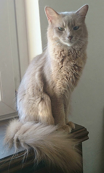 Merlin, Somalikater, Foto 3