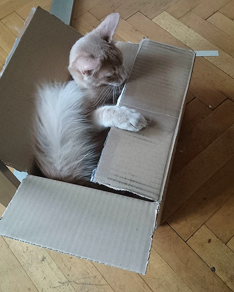 Merlin, Somalikater, Foto 4