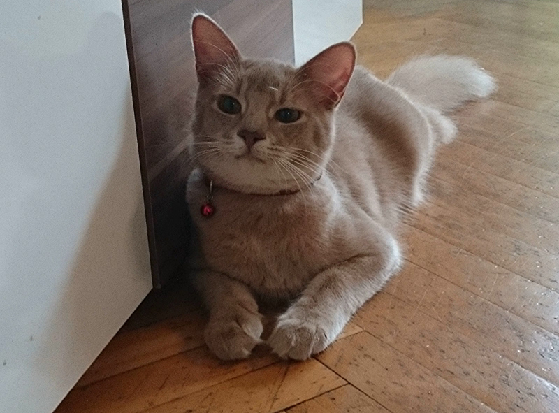 Merlin, Somalikater, Foto 5