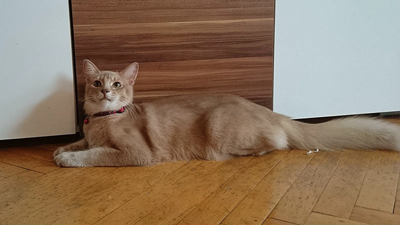 Merlin, Somalikater, Foto 6