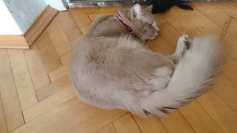 Merlin, Somalikater, Foto 7