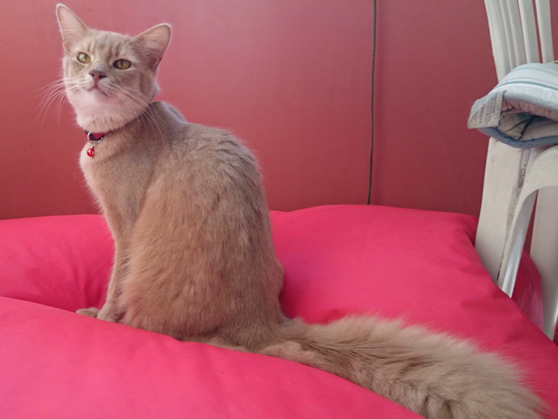 Merlin, Somalikater, Foto 8