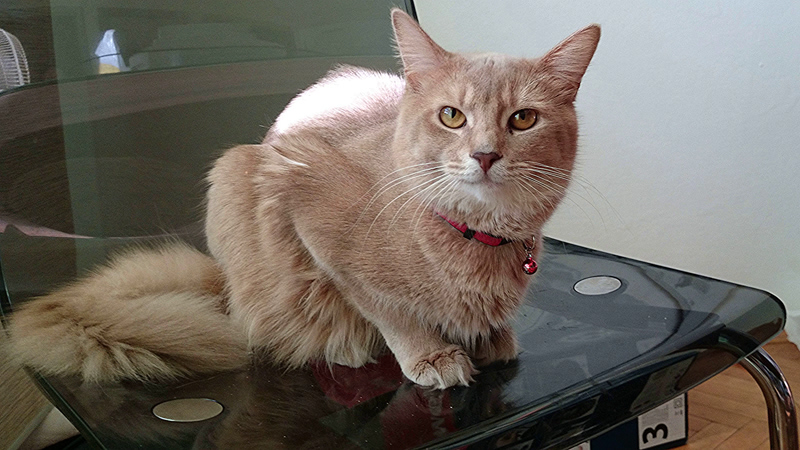 Merlin, Somalikater, Foto 9