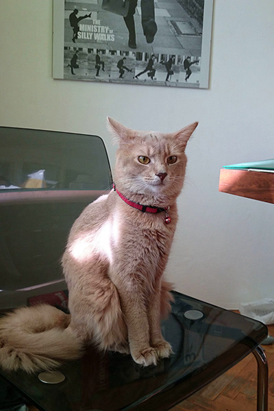 Merlin, Somalikater, Foto 10