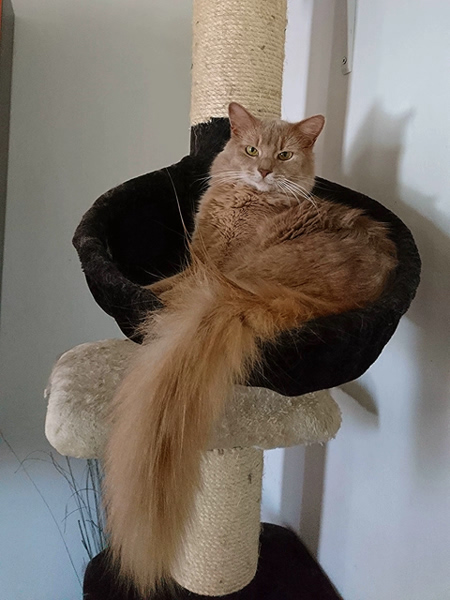 Merlin, Somalikater, Foto 11