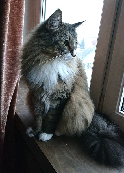 Michou, Norwegische Waldkatze, Foto 1