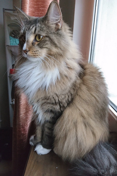 Michou, Norwegische Waldkatze, Foto 2