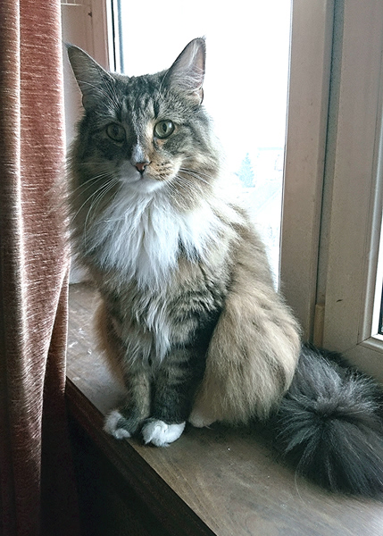 Michou, Norwegische Waldkatze, Foto 3
