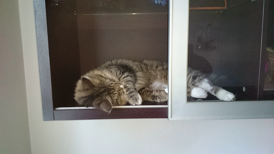 Michou, Norwegische Waldkatze, Foto 4