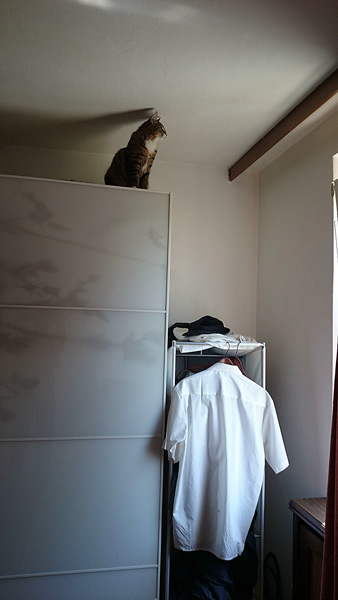 Michou, Norwegische Waldkatze, Foto 5