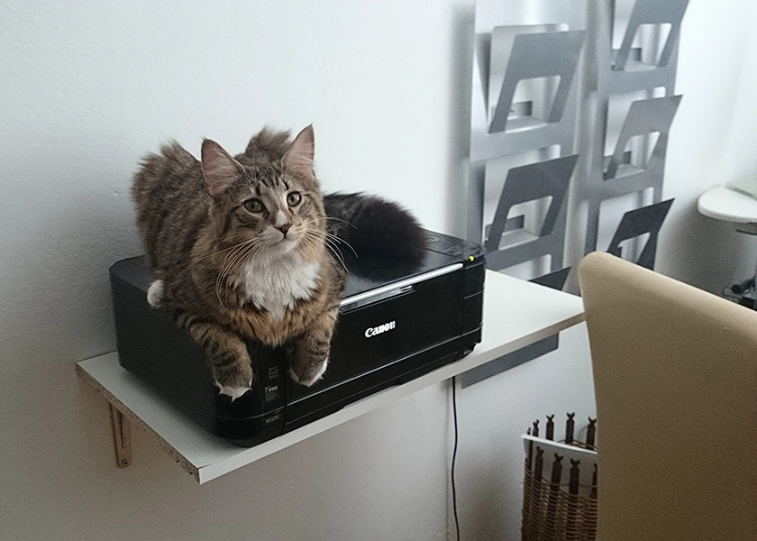 Michou, Norwegische Waldkatze, Foto 6