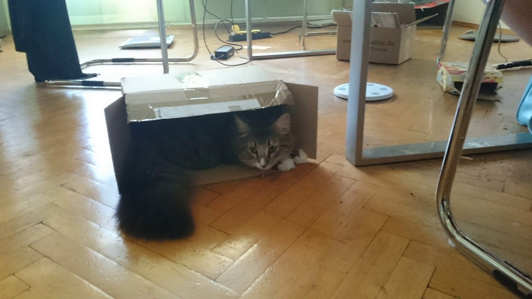 Michou, Norwegische Waldkatze, Foto 7