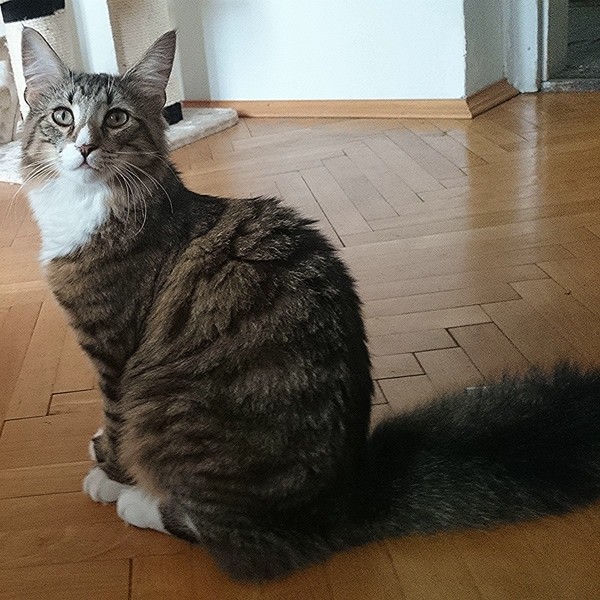 Michou, Norwegische Waldkatze, Foto 8