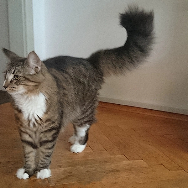 Michou, Norwegische Waldkatze, Foto 9