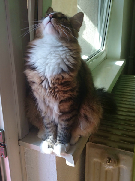 Michou, Norwegische Waldkatze, Foto 10