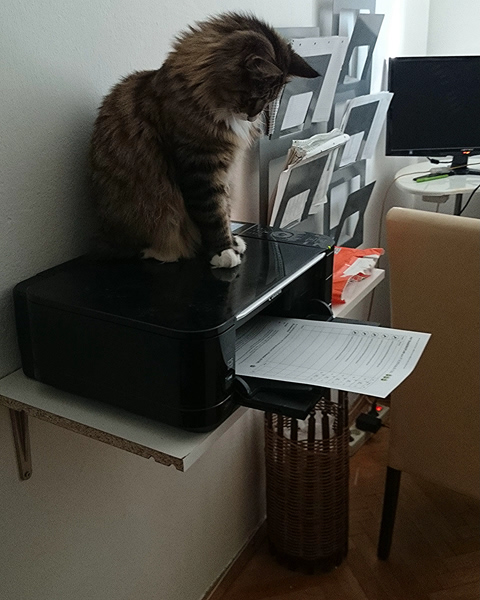 Michou, Norwegische Waldkatze, Foto 11