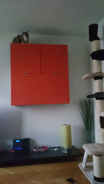 Michou, Norwegische Waldkatze, Foto 12