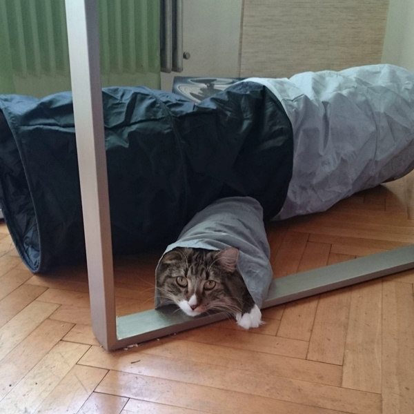 Michou, Norwegische Waldkatze, Foto 13