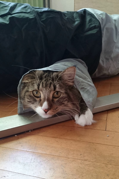 Michou, Norwegische Waldkatze, Foto 14