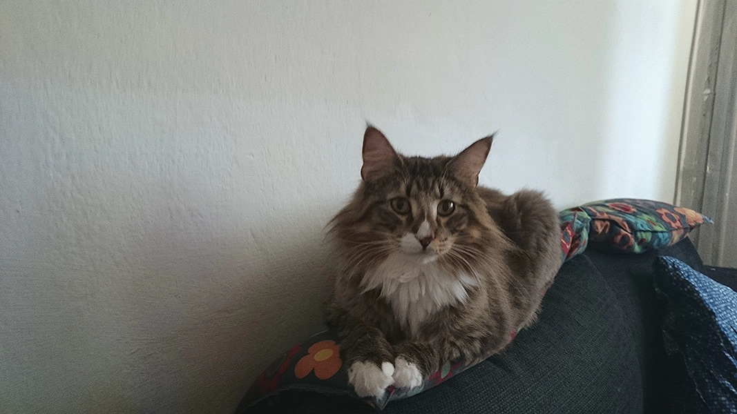 Michou, Norwegische Waldkatze, Foto 15