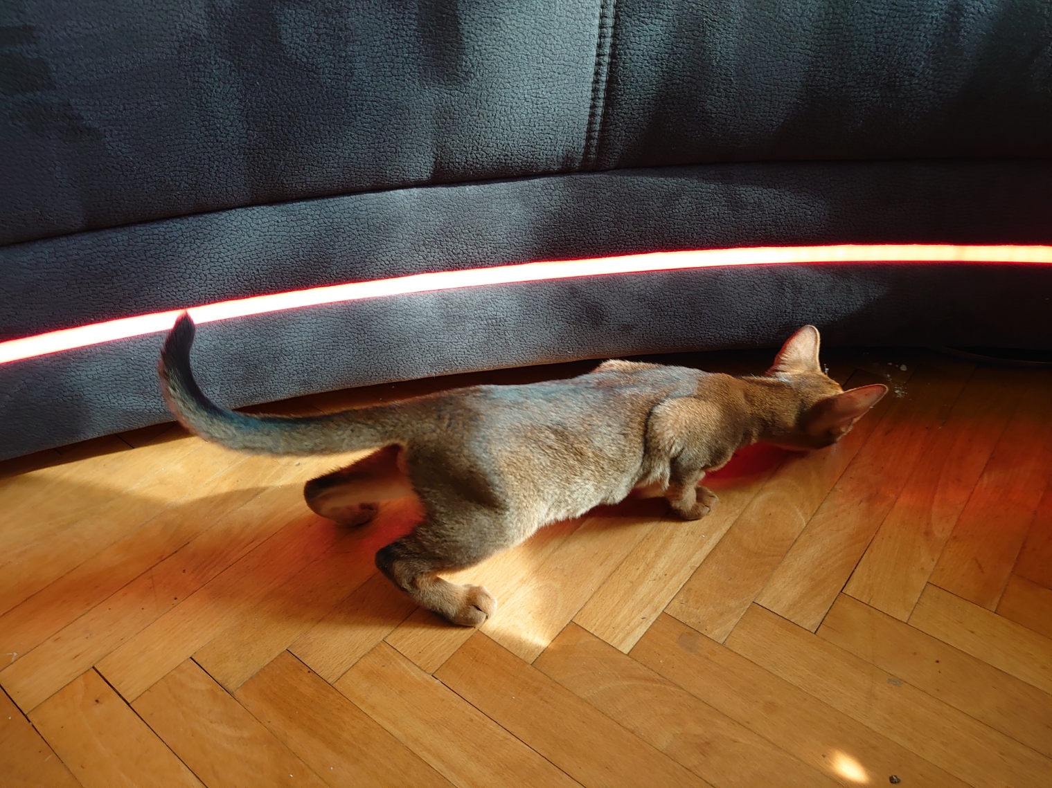 Nicki, Abessinerkater, Foto 1