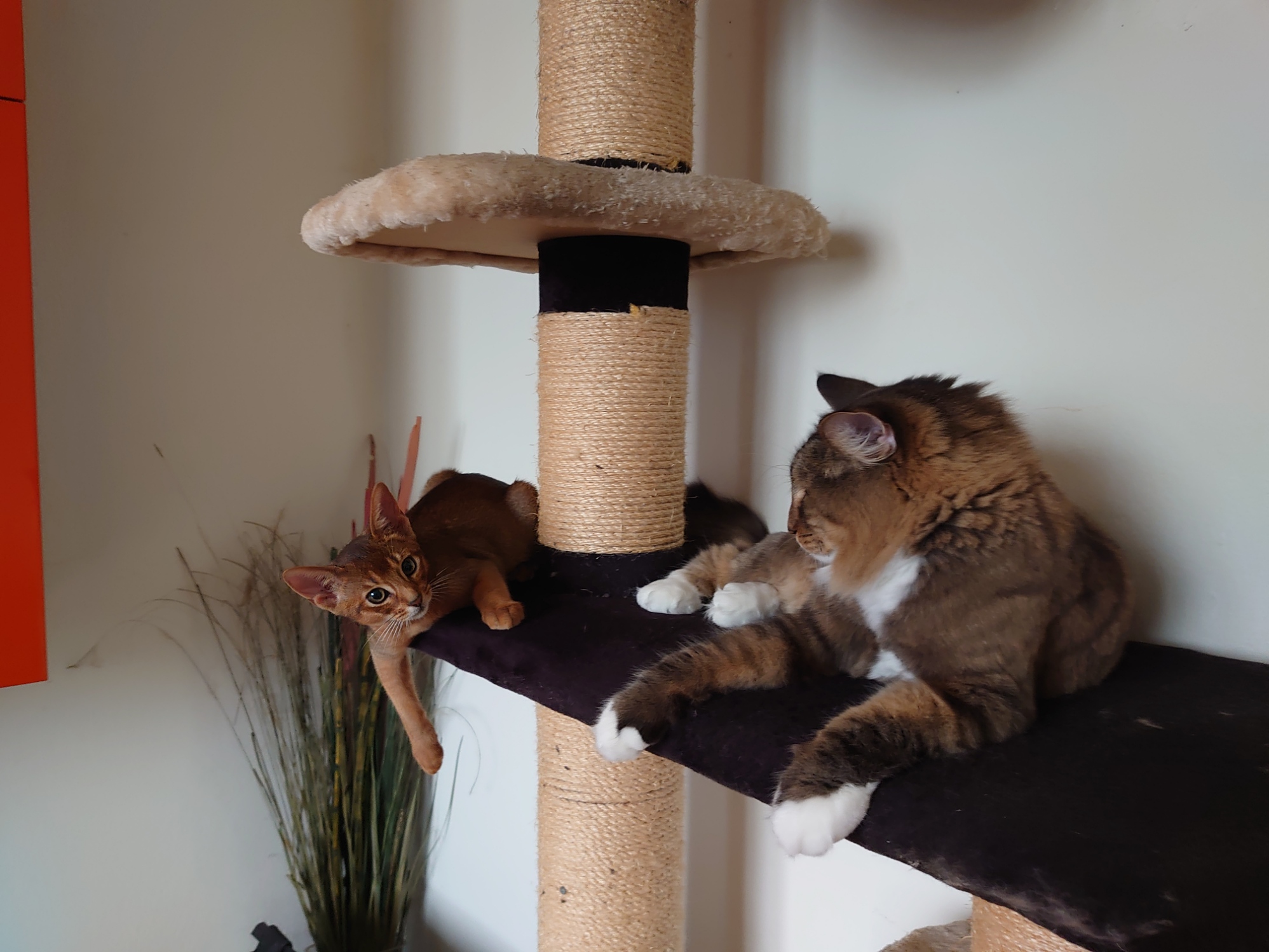 Nicki, Abessinerkater, Foto 2