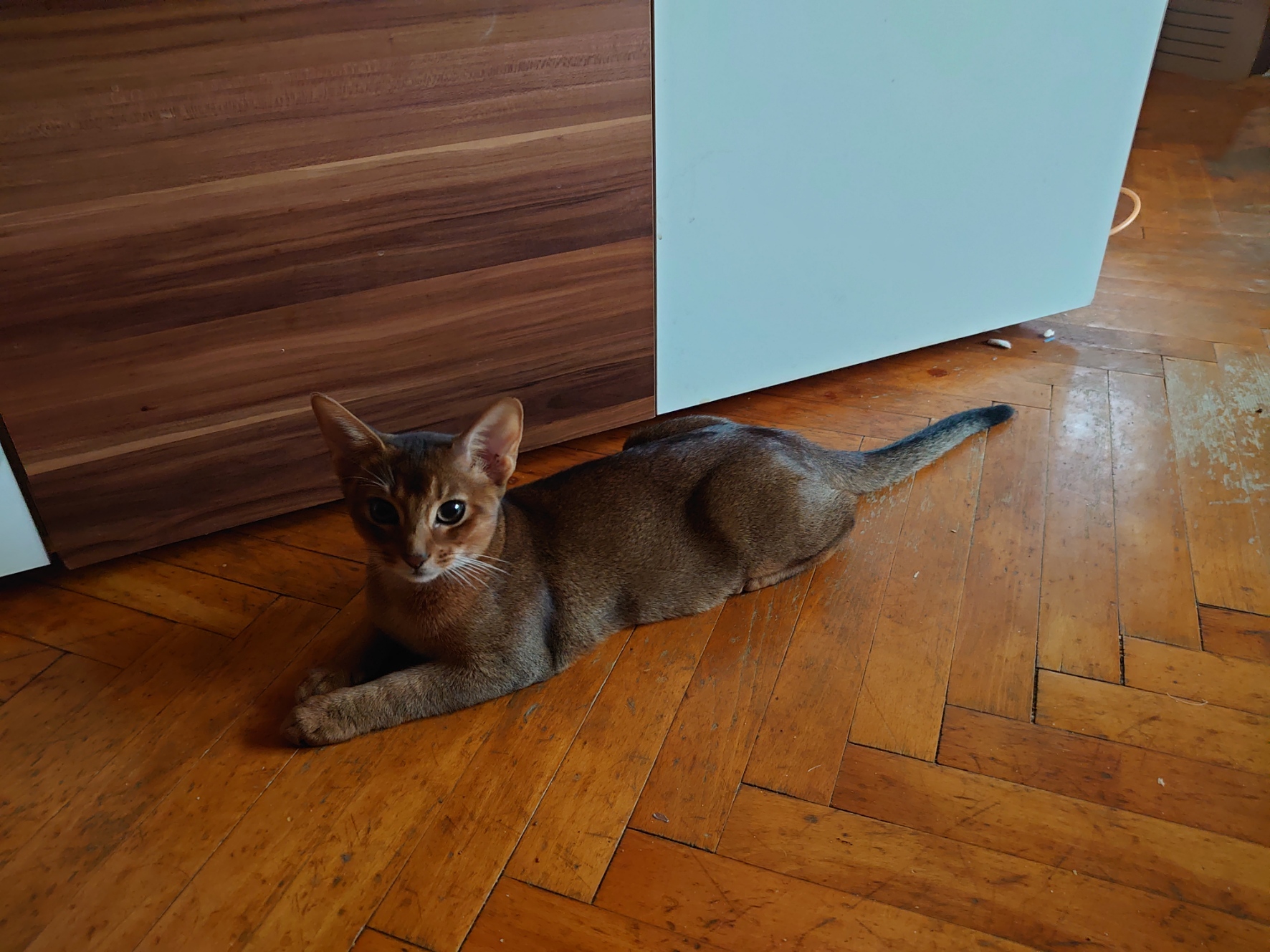 Nicki, Abessinerkater, Foto 5