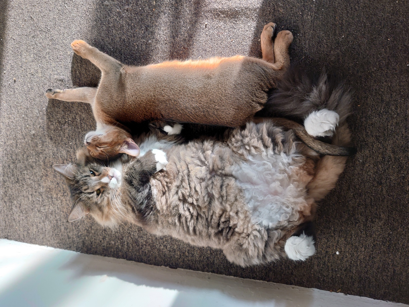 Nicki, Abessinerkater, Foto 6
