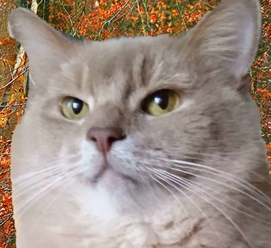 Merlin